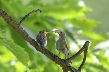 Asian Brown Flycatcher 北海道美瑛町 Thu, 8/11/2022