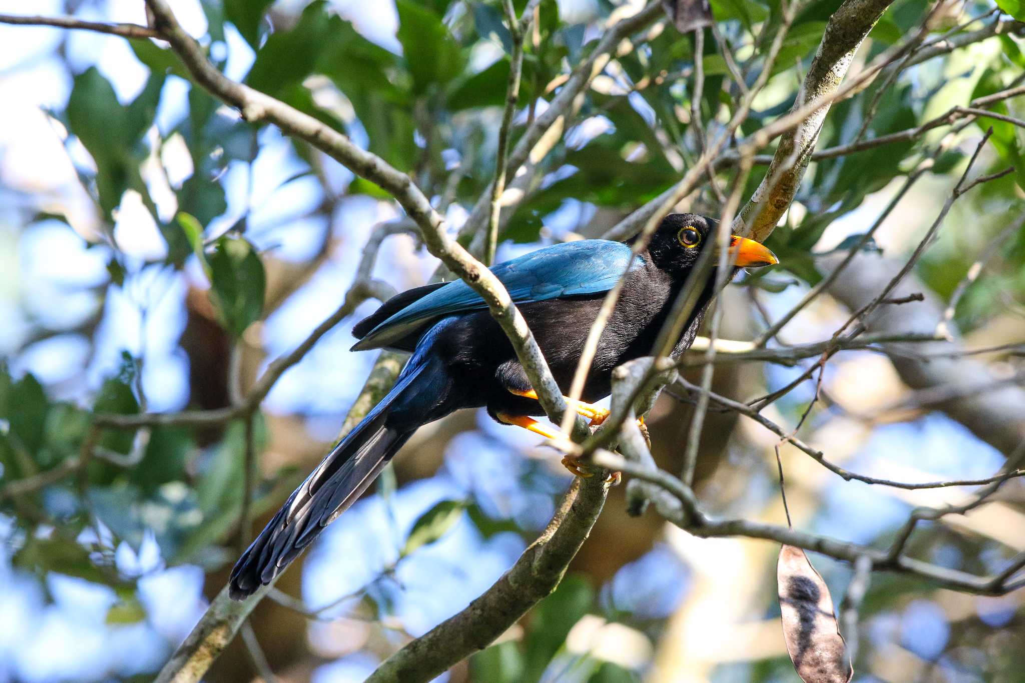 Yucatan Jay