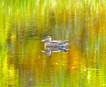 2022年10月10日(月) 志賀高原の野鳥観察記録