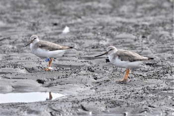 ソリハシシギ 船橋三番瀬海浜公園 2022年10月9日(日)