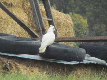 Western Corella