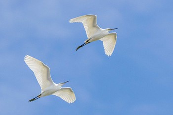 Little Egret 加古川河口 Sat, 9/24/2022