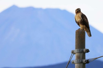 Eastern Buzzard 浮島ヶ原自然公園 Tue, 10/11/2022