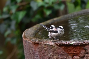 エナガ 権現山(弘法山公園) 2022年10月12日(水)