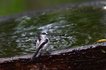 エナガ 権現山(弘法山公園) 2022年10月12日(水)