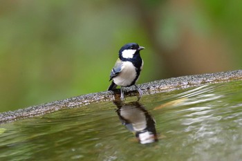 シジュウカラ 権現山(弘法山公園) 2022年10月12日(水)