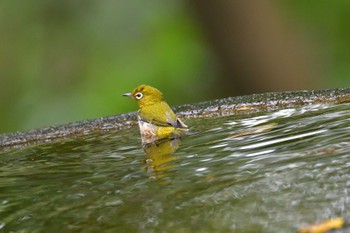 メジロ 権現山(弘法山公園) 2022年10月12日(水)