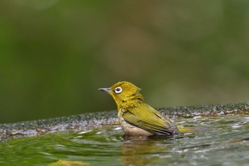 メジロ 権現山(弘法山公園) 2022年10月12日(水)