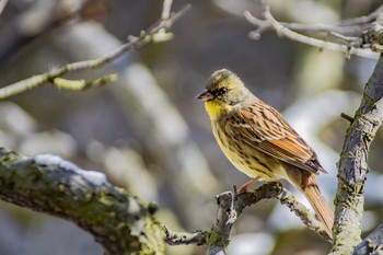 Masked Bunting Unknown Spots Mon, 2/12/2018