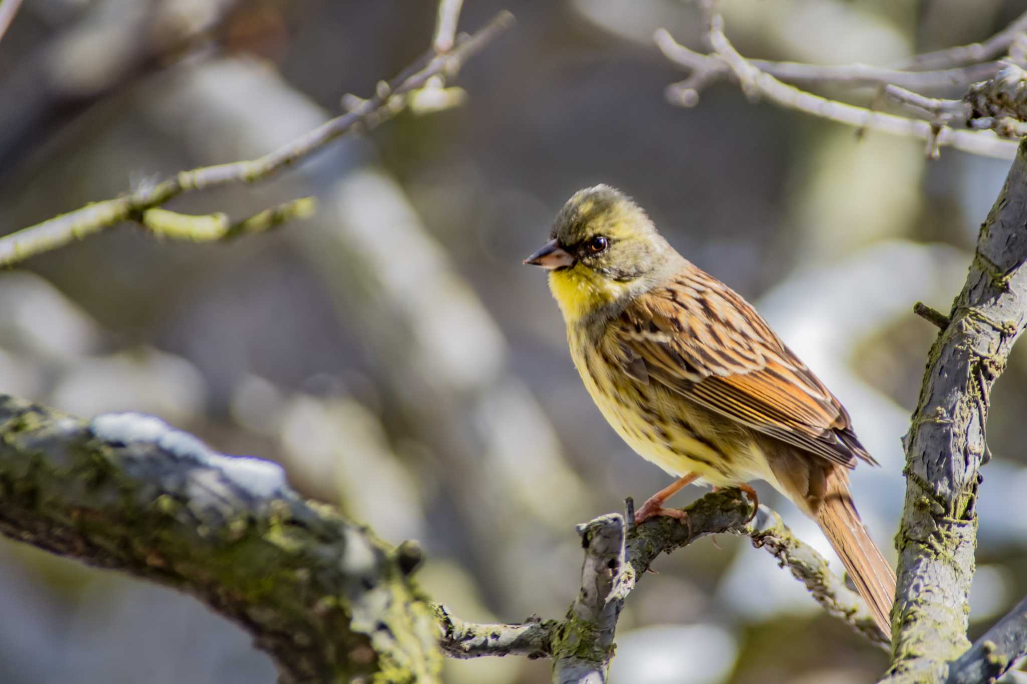 Photo of Masked Bunting at  by tatsuya