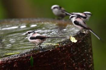 2022年10月12日(水) 権現山(弘法山公園)の野鳥観察記録