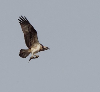 Osprey 東京都多摩地域 Tue, 10/11/2022