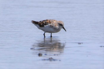 Little Stint 沖新町蓮田 Fri, 4/24/2020