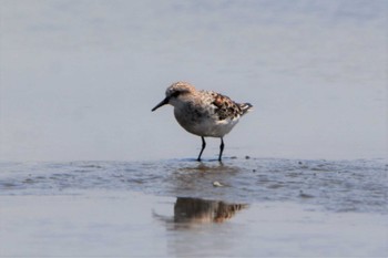 Little Stint 沖新町蓮田 Fri, 4/24/2020