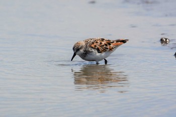 Little Stint 沖新町蓮田 Fri, 4/24/2020