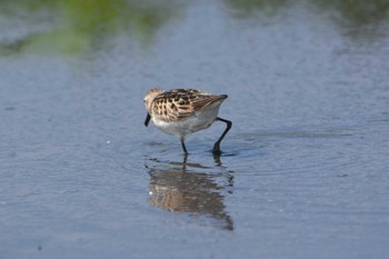 Little Stint 沖新町蓮田 Wed, 8/21/2019