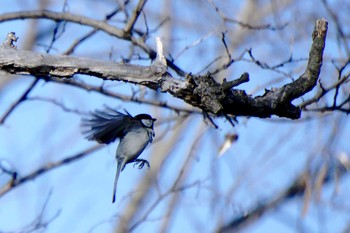 Japanese Tit 多摩川二ヶ領宿河原堰 Mon, 2/12/2018