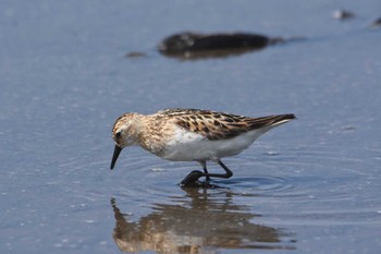 Little Stint 沖新町蓮田 Wed, 8/21/2019