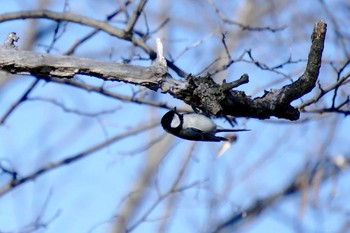 Japanese Tit 多摩川二ヶ領宿河原堰 Mon, 2/12/2018