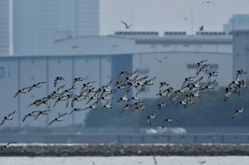 ミヤコドリ ふなばし三番瀬海浜公園 2021年11月7日(日)