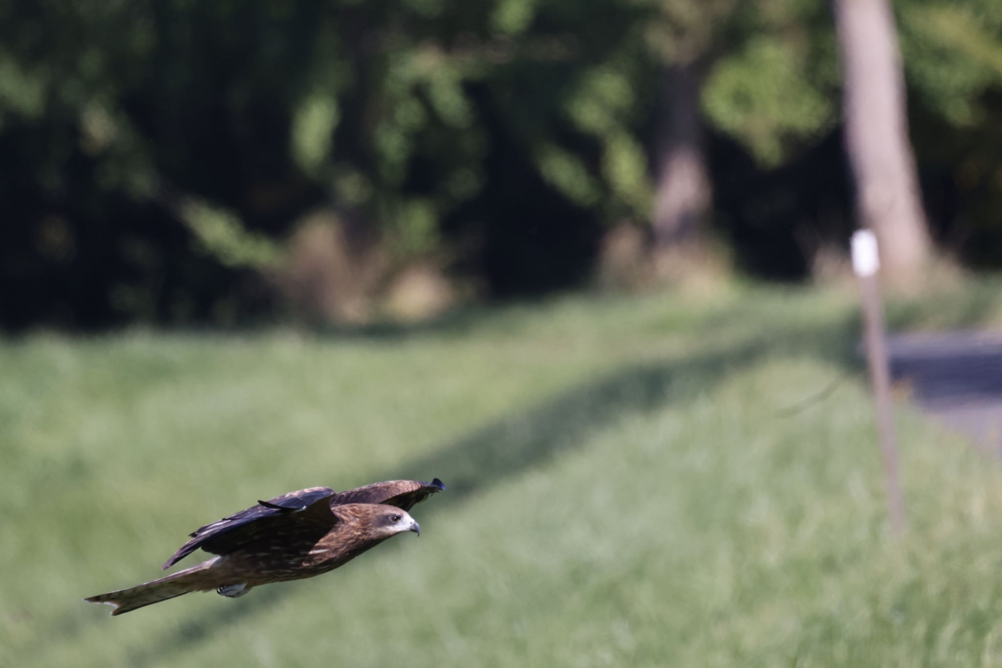 Black Kite