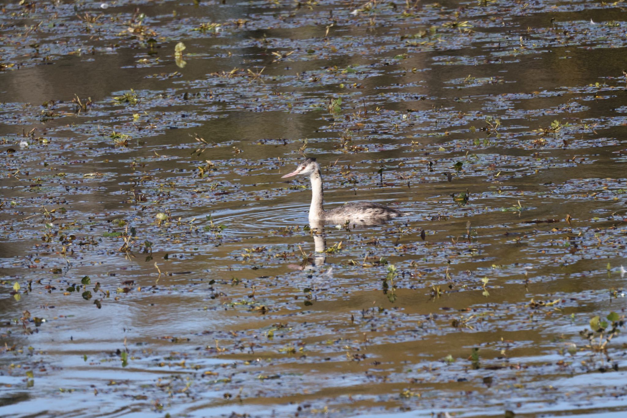 Great Crested Grebe