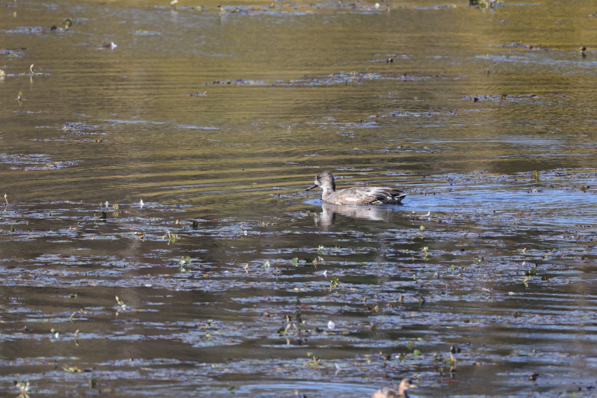 Falcated Duck