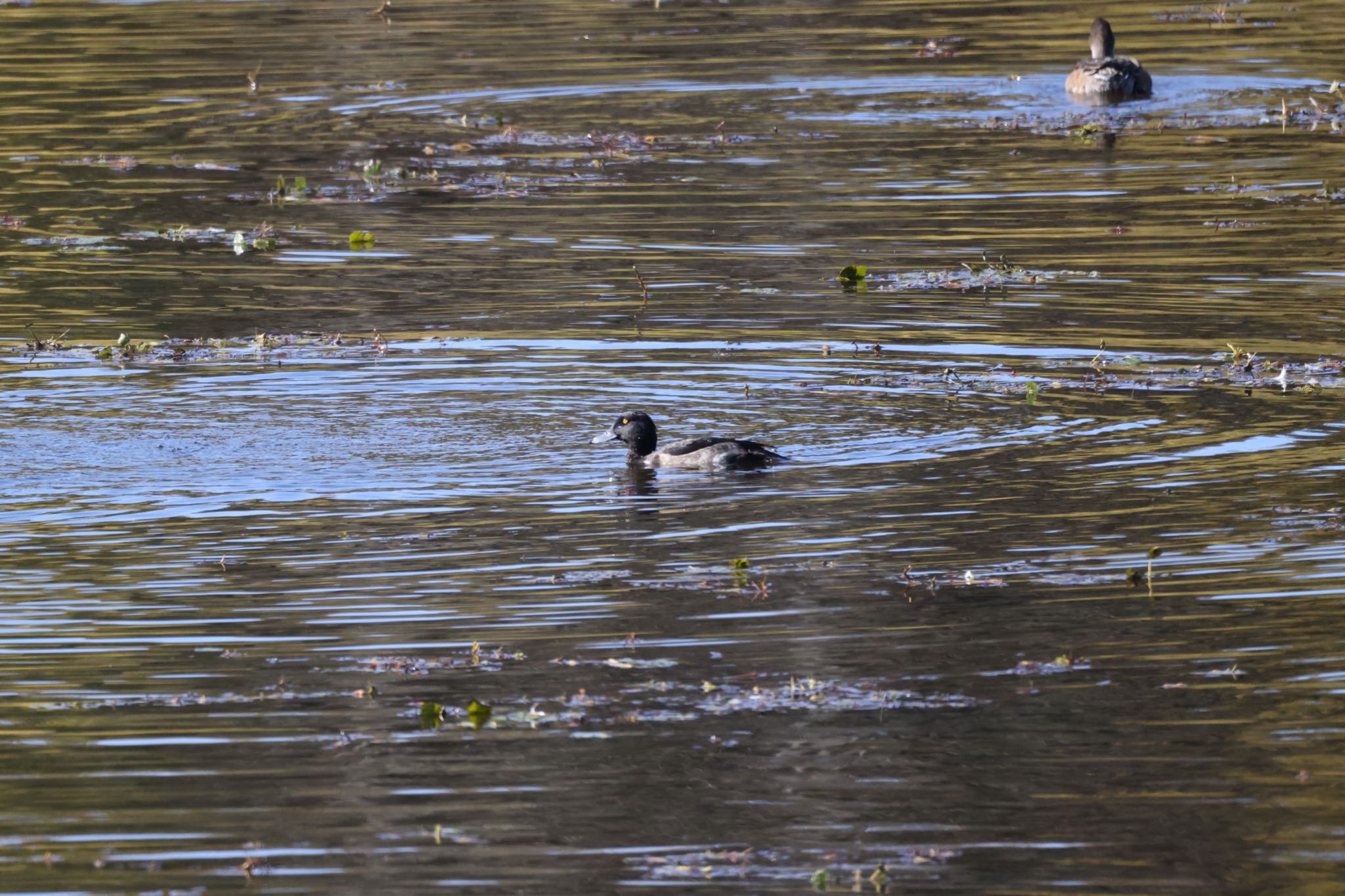 Tufted Duck