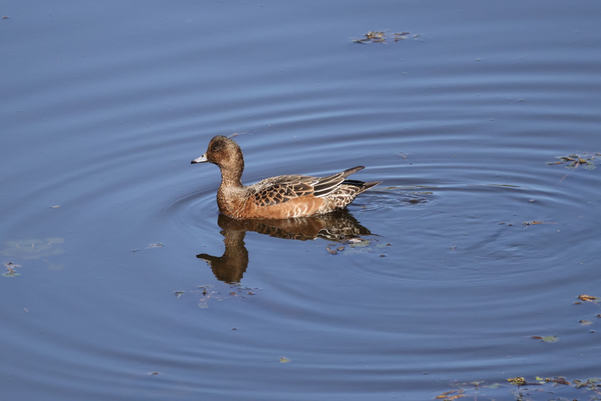 Eurasian Wigeon