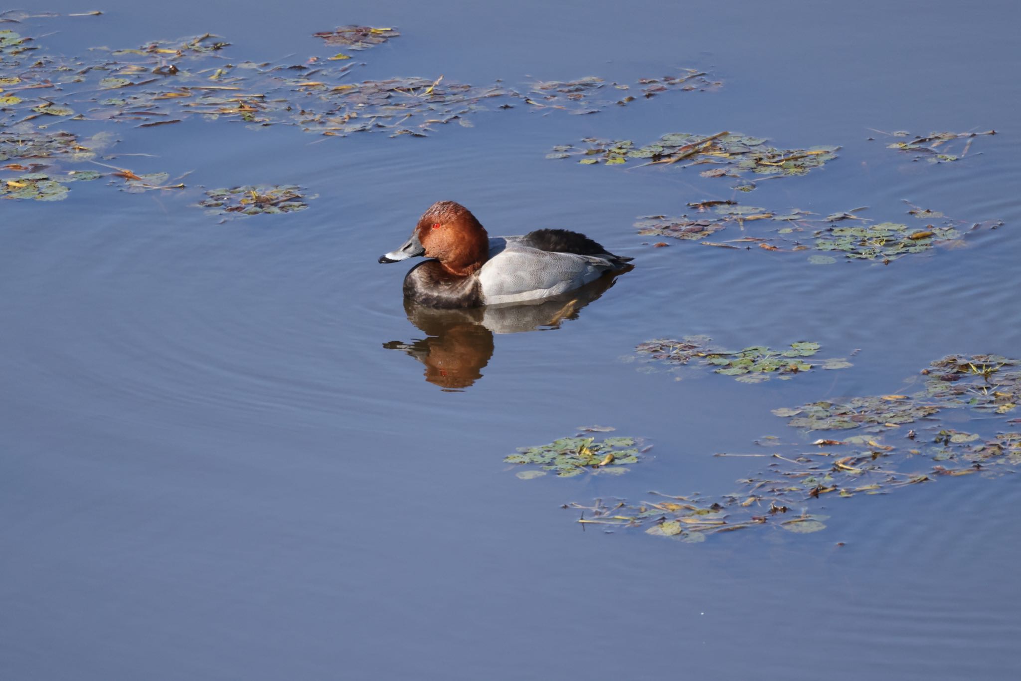 Common Pochard