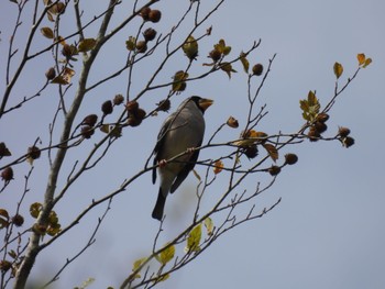 Japanese Grosbeak 御胎内清宏園 Sat, 10/8/2022