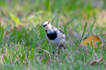 White Wagtail Tokyo Port Wild Bird Park Sun, 10/2/2022