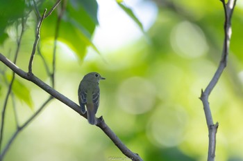 キビタキ 東京港野鳥公園 2022年10月2日(日)