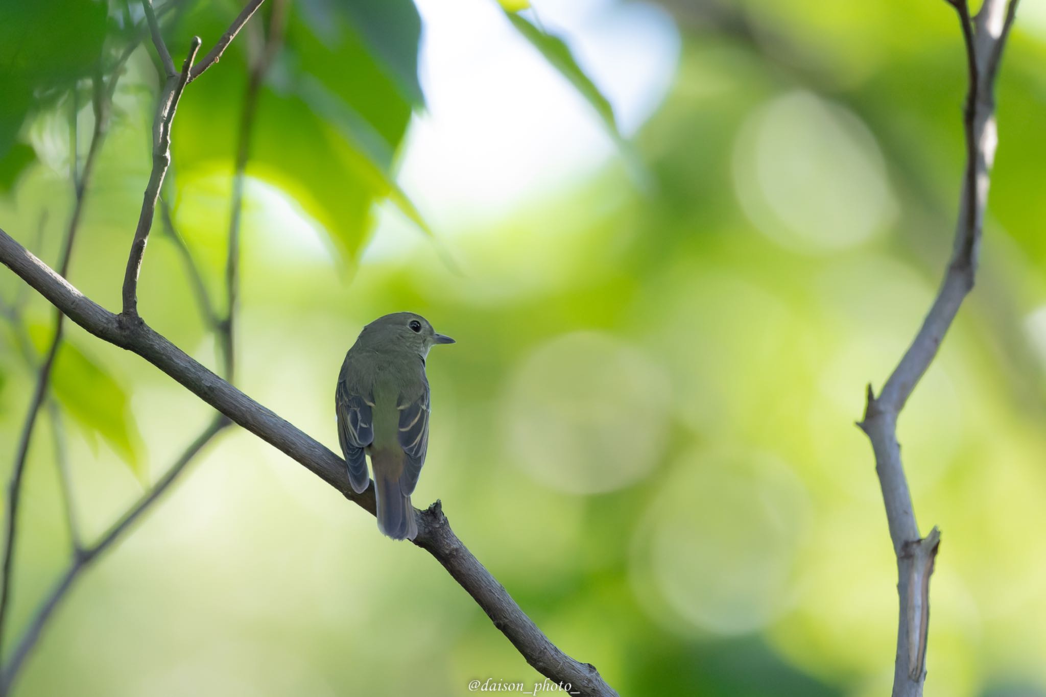 東京港野鳥公園 キビタキの写真 by Daison