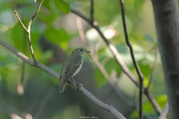 キビタキ 東京港野鳥公園 2022年10月2日(日)