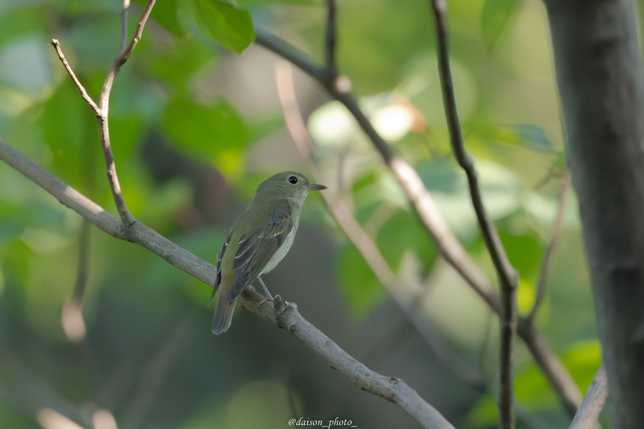 東京港野鳥公園 キビタキの写真 by Daison