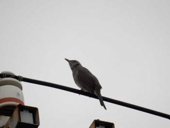 Brown-eared Bulbul 鮫洲 Thu, 10/13/2022