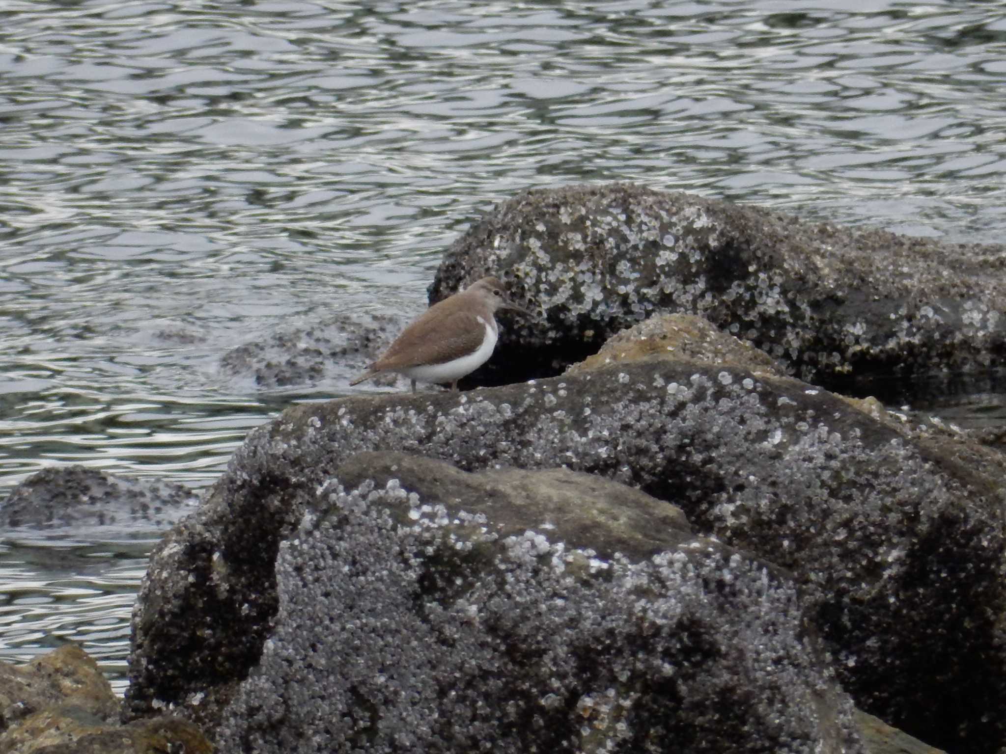 Photo of Common Sandpiper at Tokyo Port Wild Bird Park by morinokotori