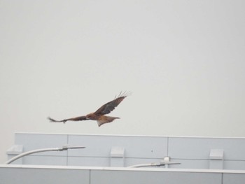 Black Kite Tokyo Port Wild Bird Park Thu, 10/13/2022