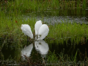 Great Egret Tokyo Port Wild Bird Park Thu, 10/13/2022