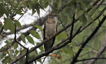 2022年10月13日(木) 庄内緑地公園の野鳥観察記録