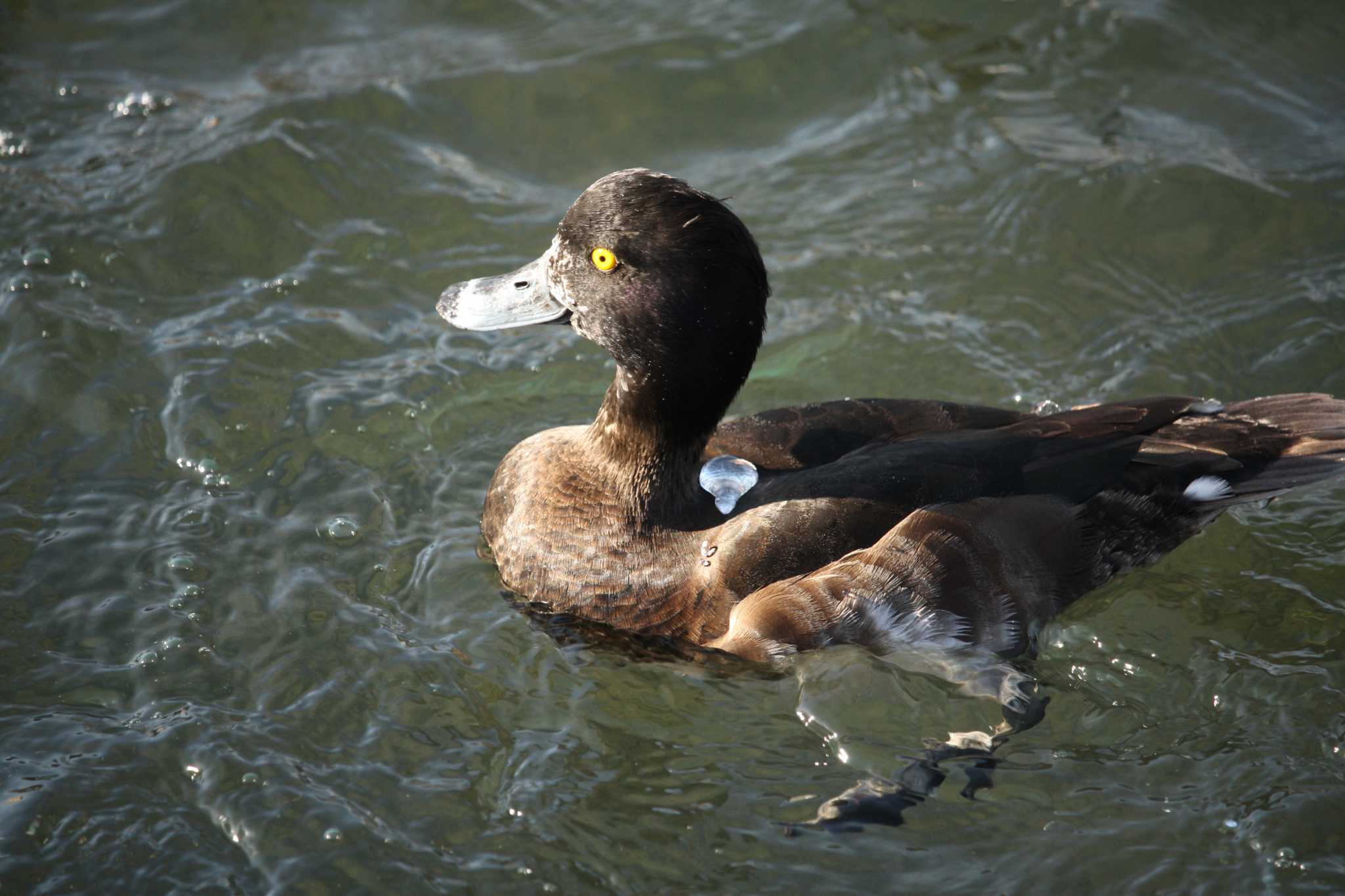 Tufted Duck