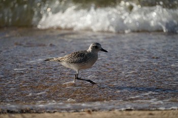 2022年10月13日(木) 飯梨川河口(島根県安来市)の野鳥観察記録