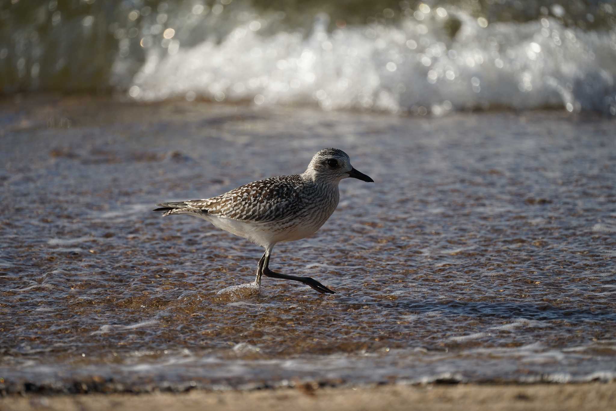 Photo of Grey Plover at 飯梨川河口(島根県安来市) by ひらも