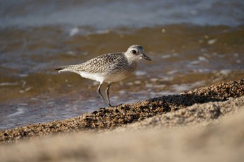 Grey Plover 飯梨川河口(島根県安来市) Thu, 10/13/2022