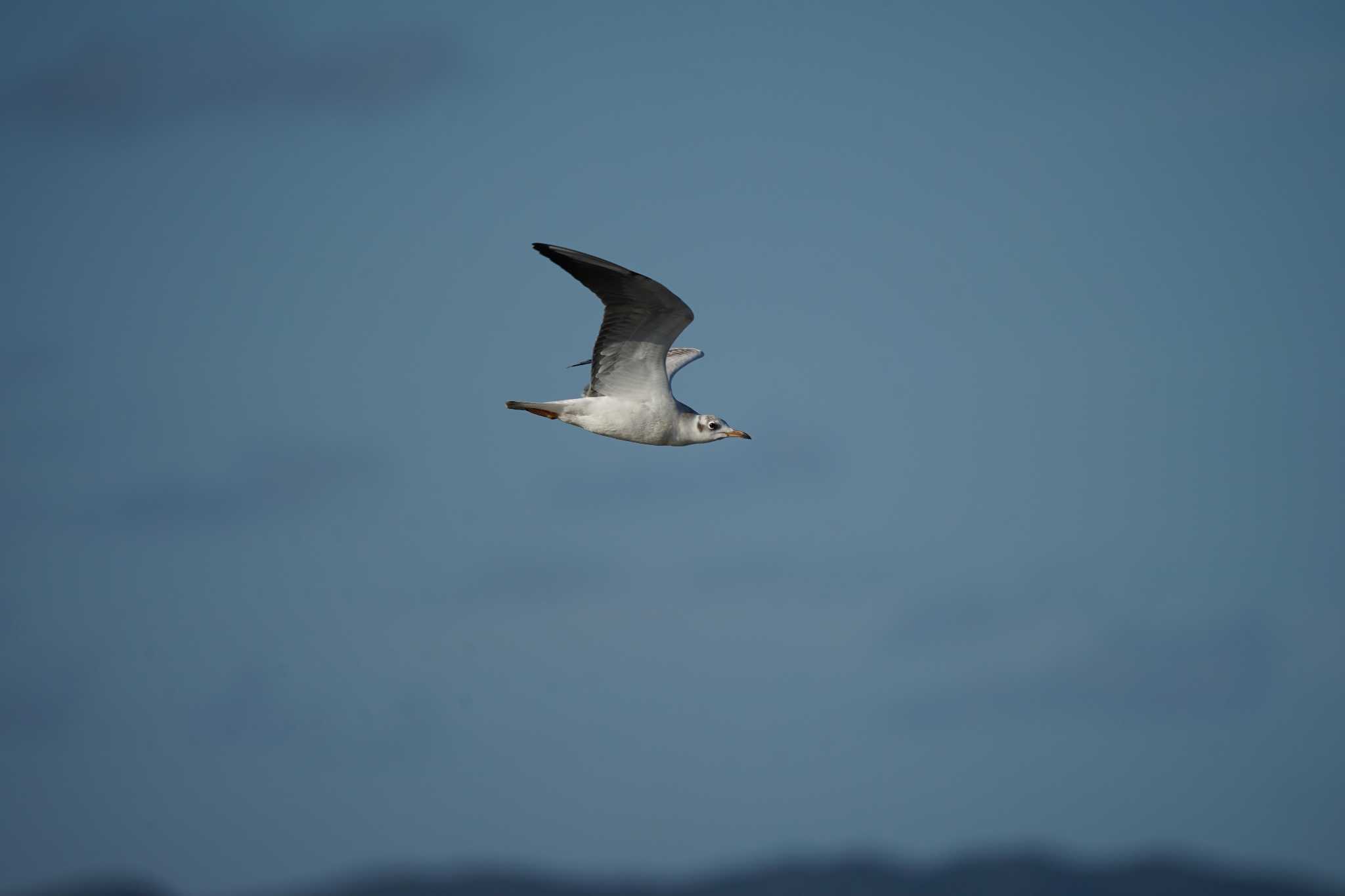 Photo of Black-headed Gull at 飯梨川河口(島根県安来市) by ひらも