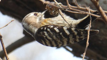 Japanese Pygmy Woodpecker 秋ヶ瀬公園(ピクニックの森) Sat, 3/12/2022