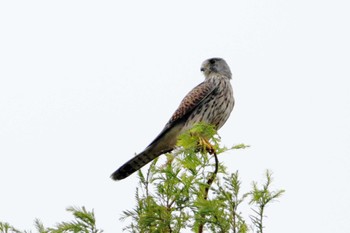 Common Kestrel 堺市内 Sun, 10/9/2022