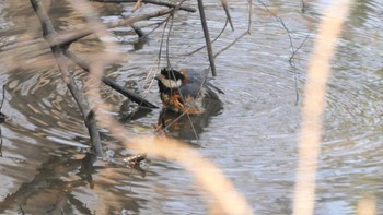 Varied Tit 秋ヶ瀬公園(ピクニックの森) Sat, 3/12/2022