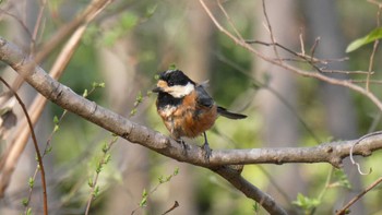 Varied Tit 秋ヶ瀬公園(ピクニックの森) Sat, 3/12/2022